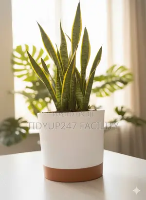 Self-Watering Planters