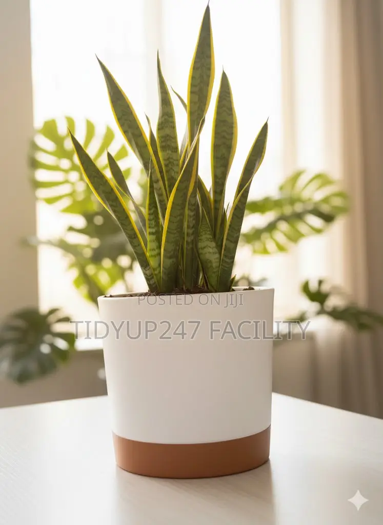 Self-Watering Planters
