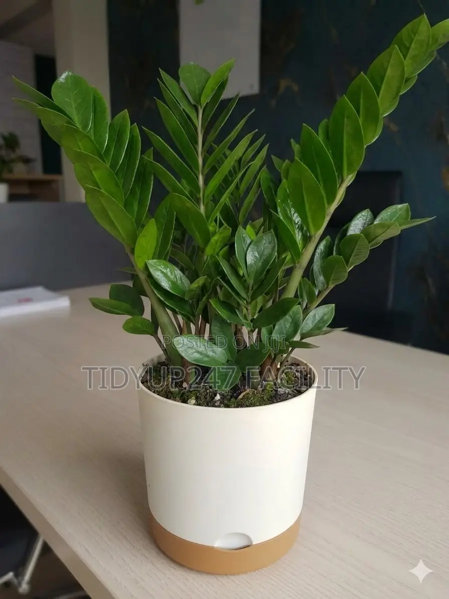 Self-Watering Planters