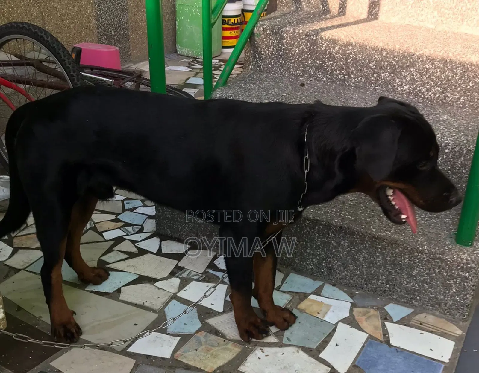 Pure Bred Male Rottweiler For Crossing