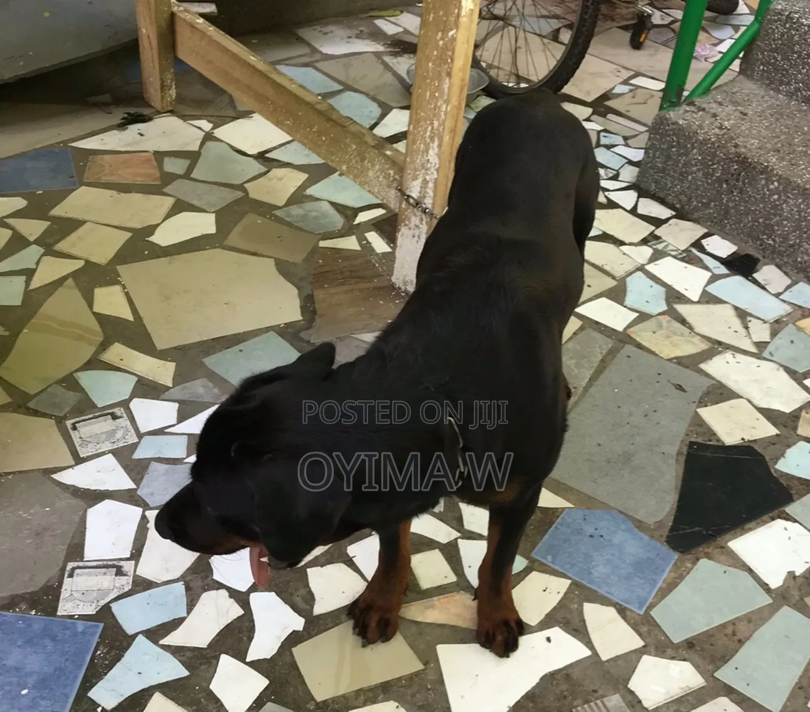 Pure Bred Male Rottweiler For Crossing