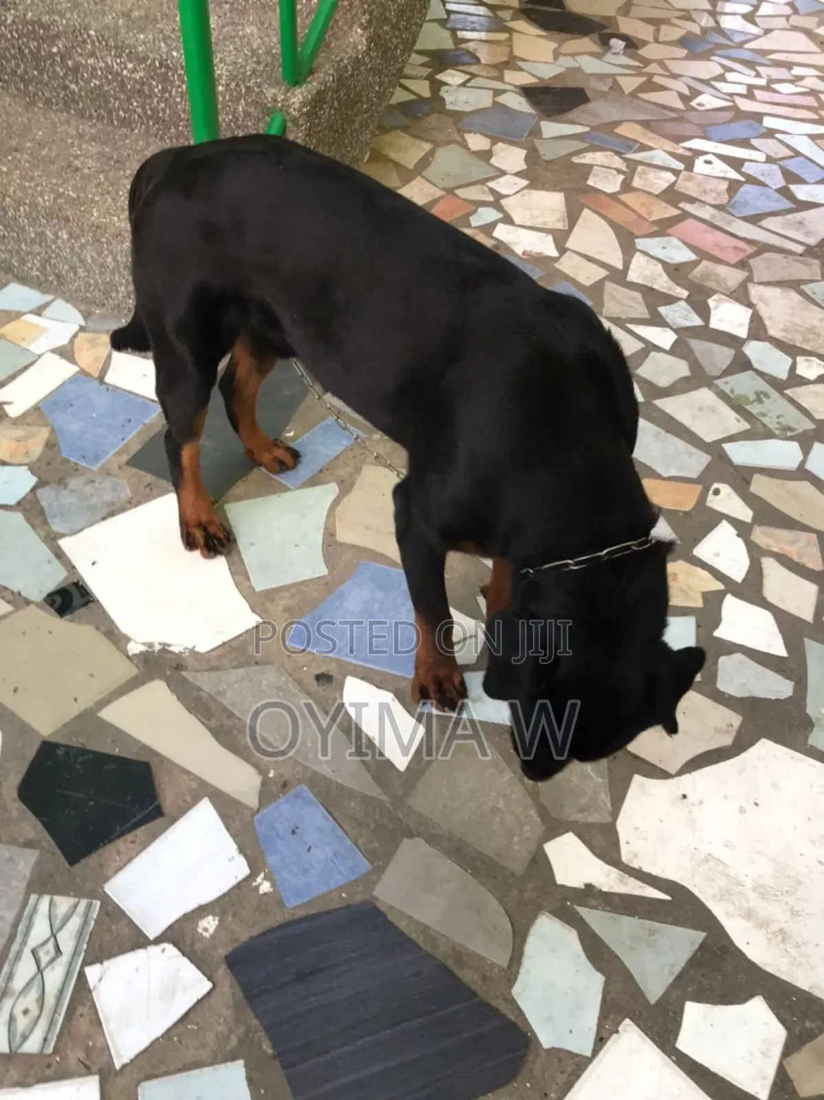 Pure Bred Male Rottweiler For Crossing
