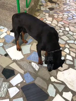 Pure Bred Male Rottweiler For Crossing