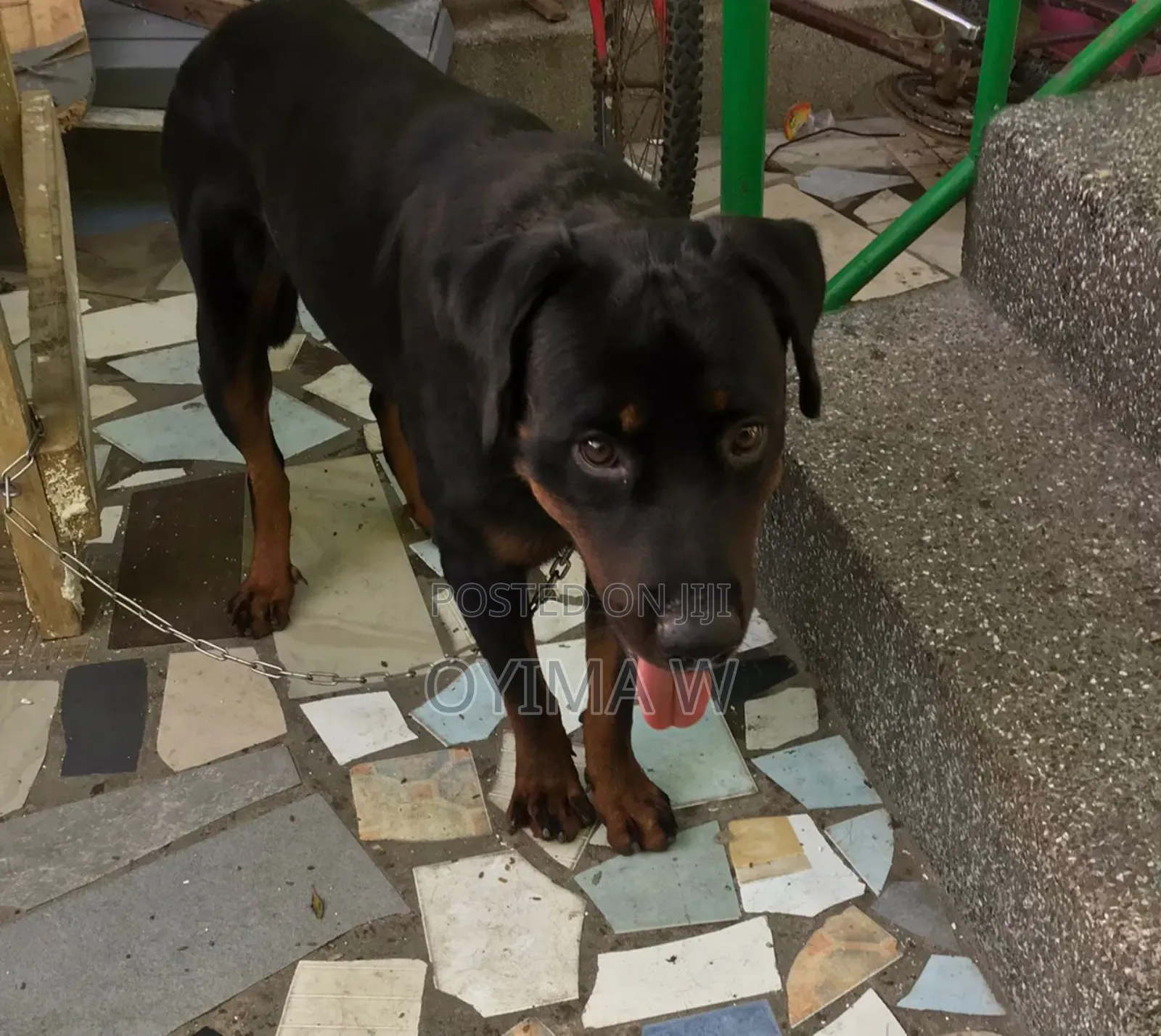 Pure Bred Male Rottweiler For Crossing