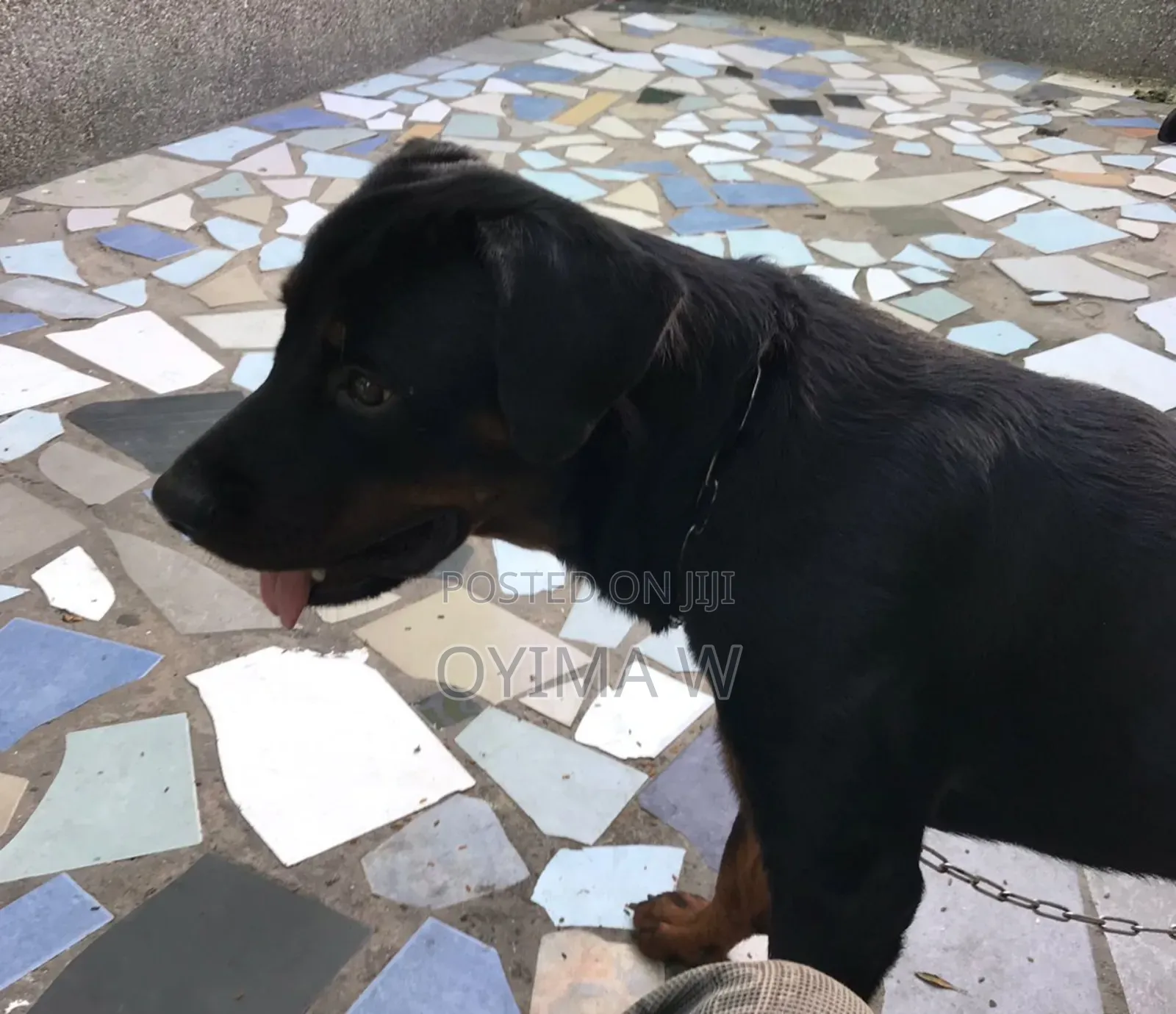 Pure Bred Male Rottweiler For Crossing