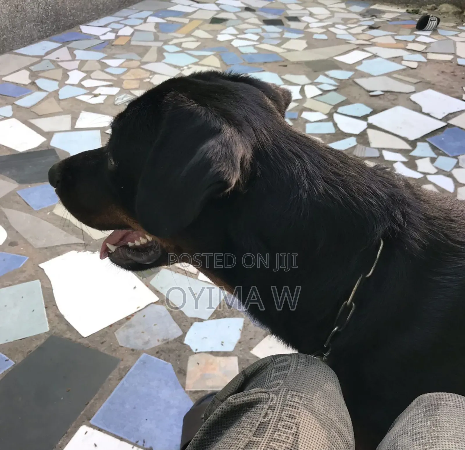 Pure Bred Male Rottweiler For Crossing