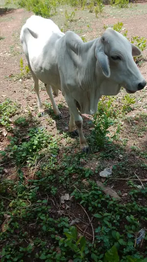Cattle Sales