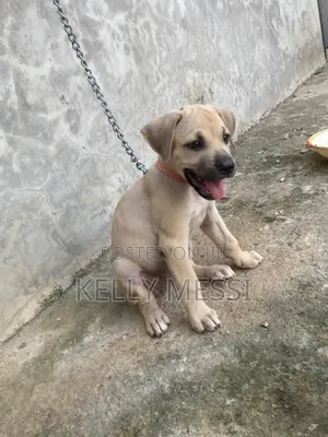 1-3 months Female Purebred Boerboel