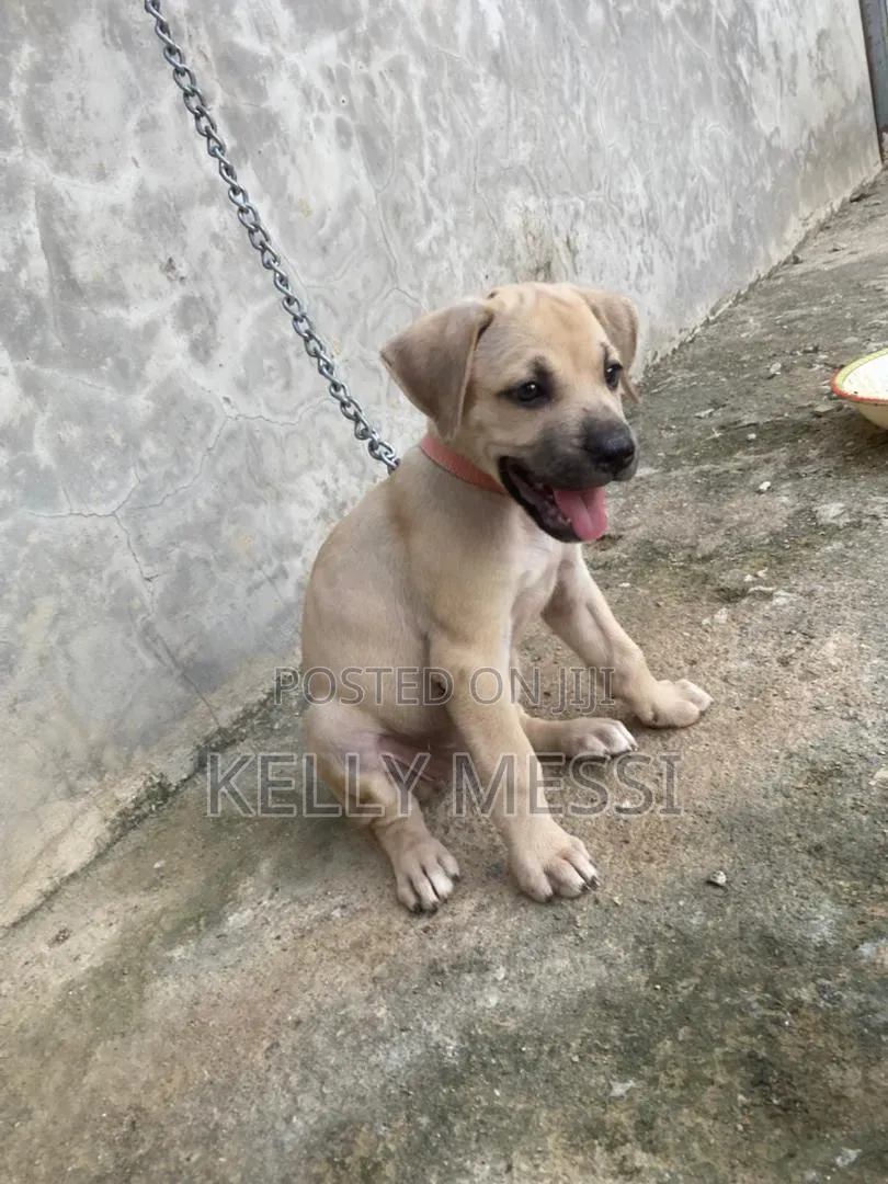 1-3 months Female Purebred Boerboel
