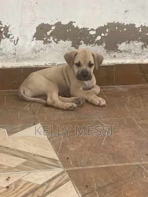 1-3 months Female Purebred Boerboel