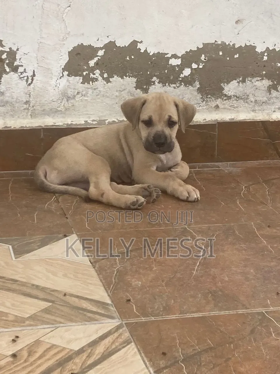 1-3 months Female Purebred Boerboel