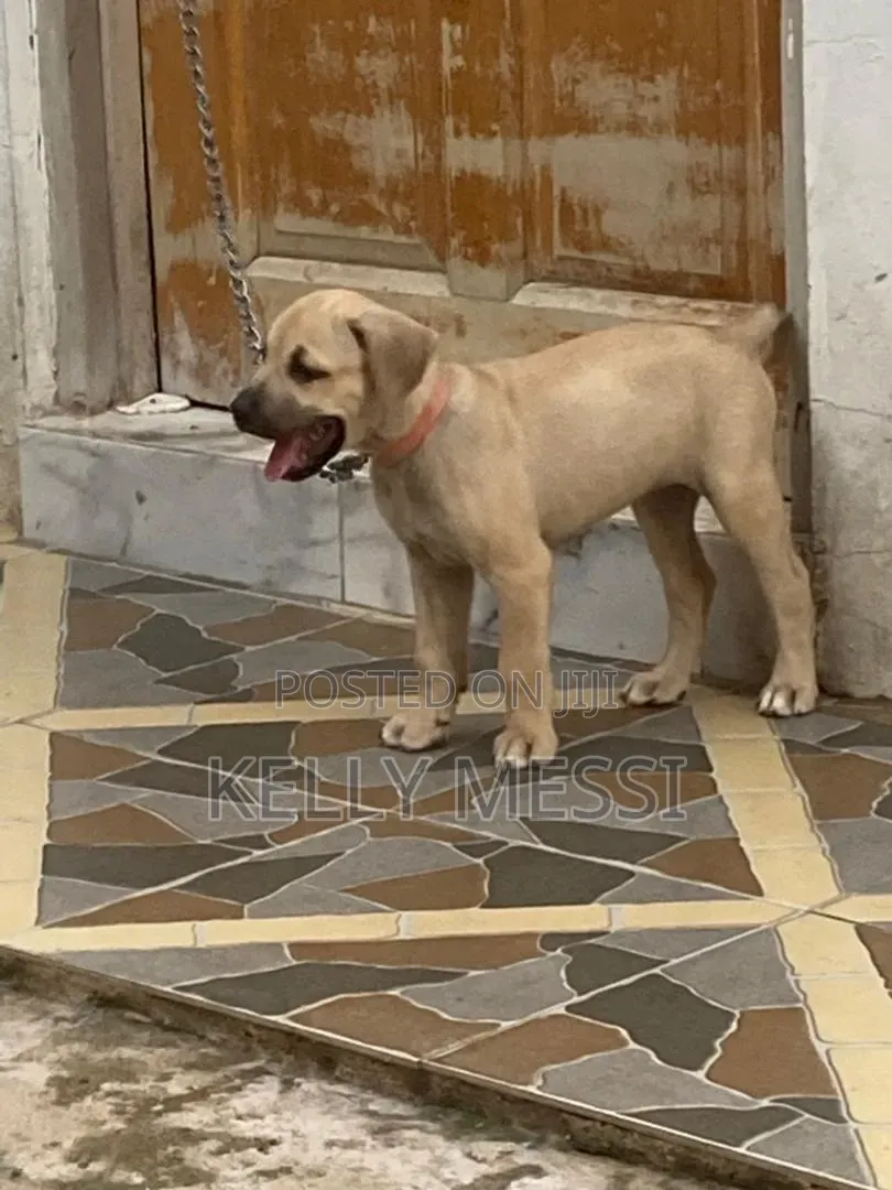 1-3 months Female Purebred Boerboel