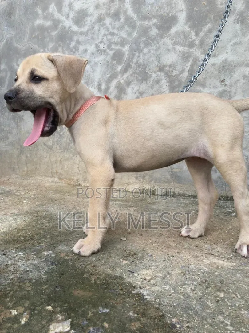 1-3 months Female Purebred Boerboel