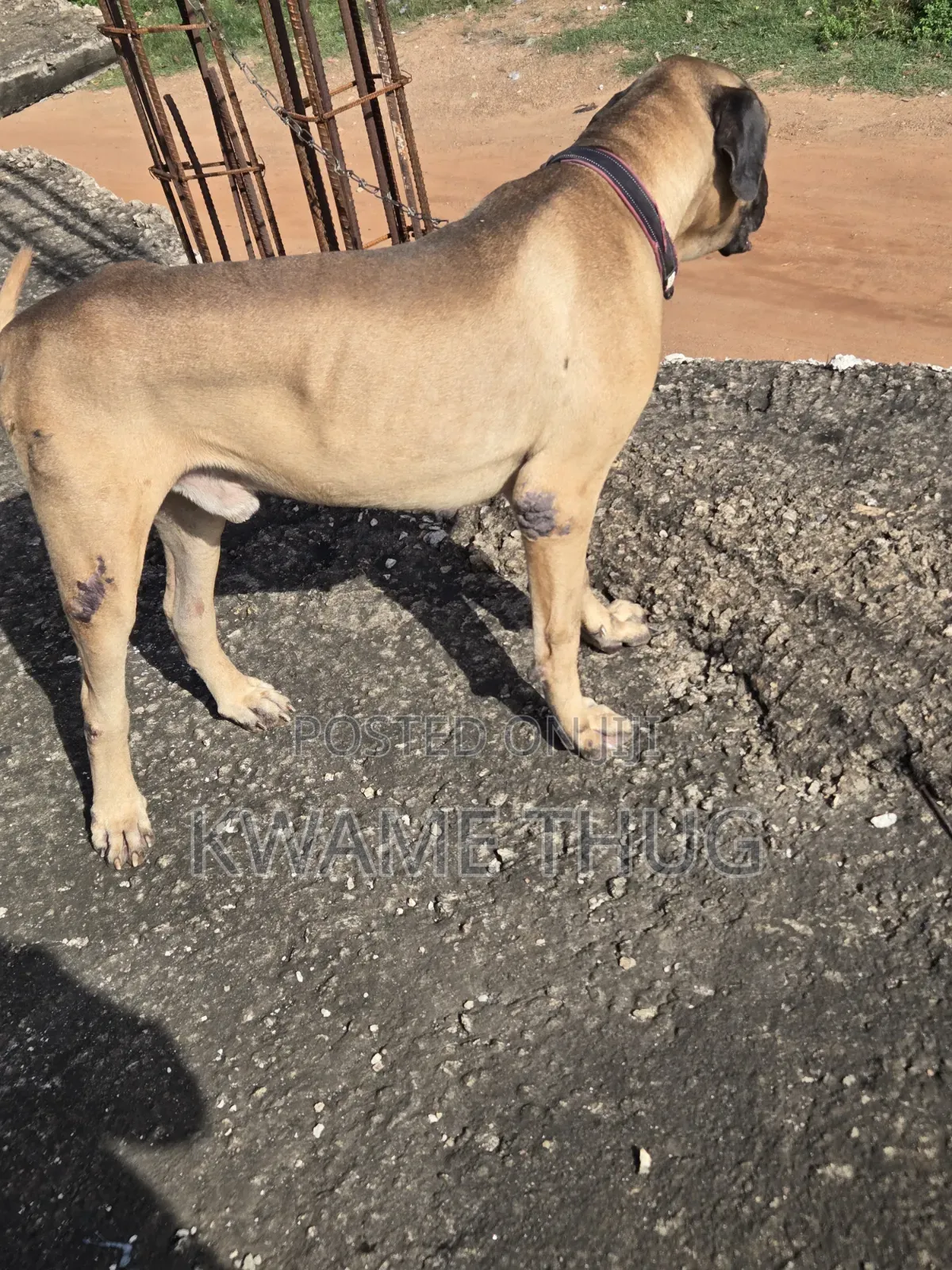 1+ year Male Purebred Mastiff