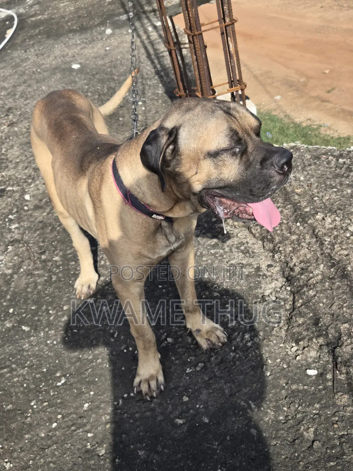 1+ year Male Purebred Mastiff