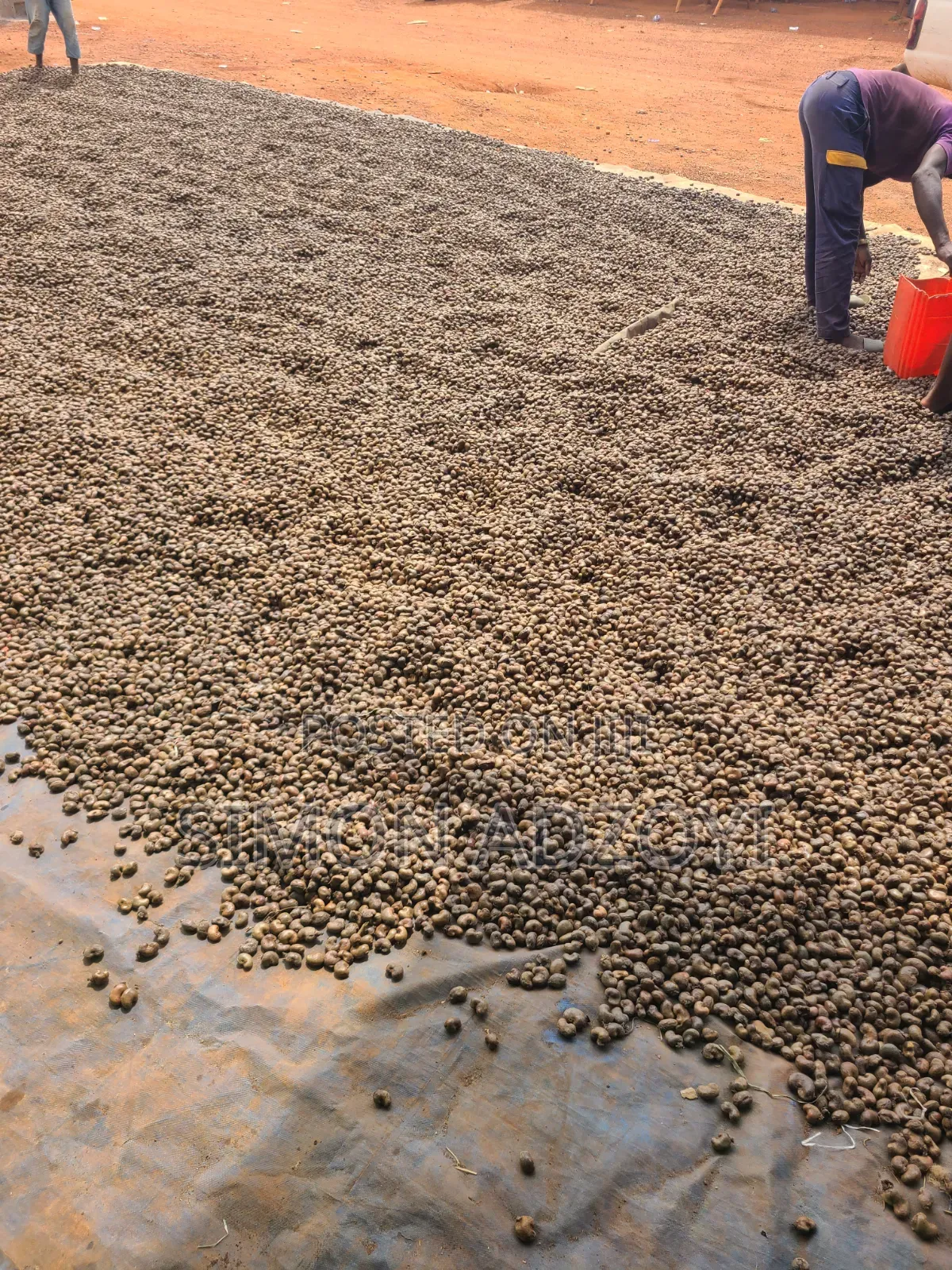 Cashew Nuts for Sale