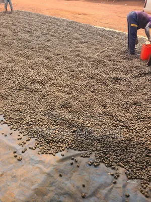 Cashew Nuts for Sale