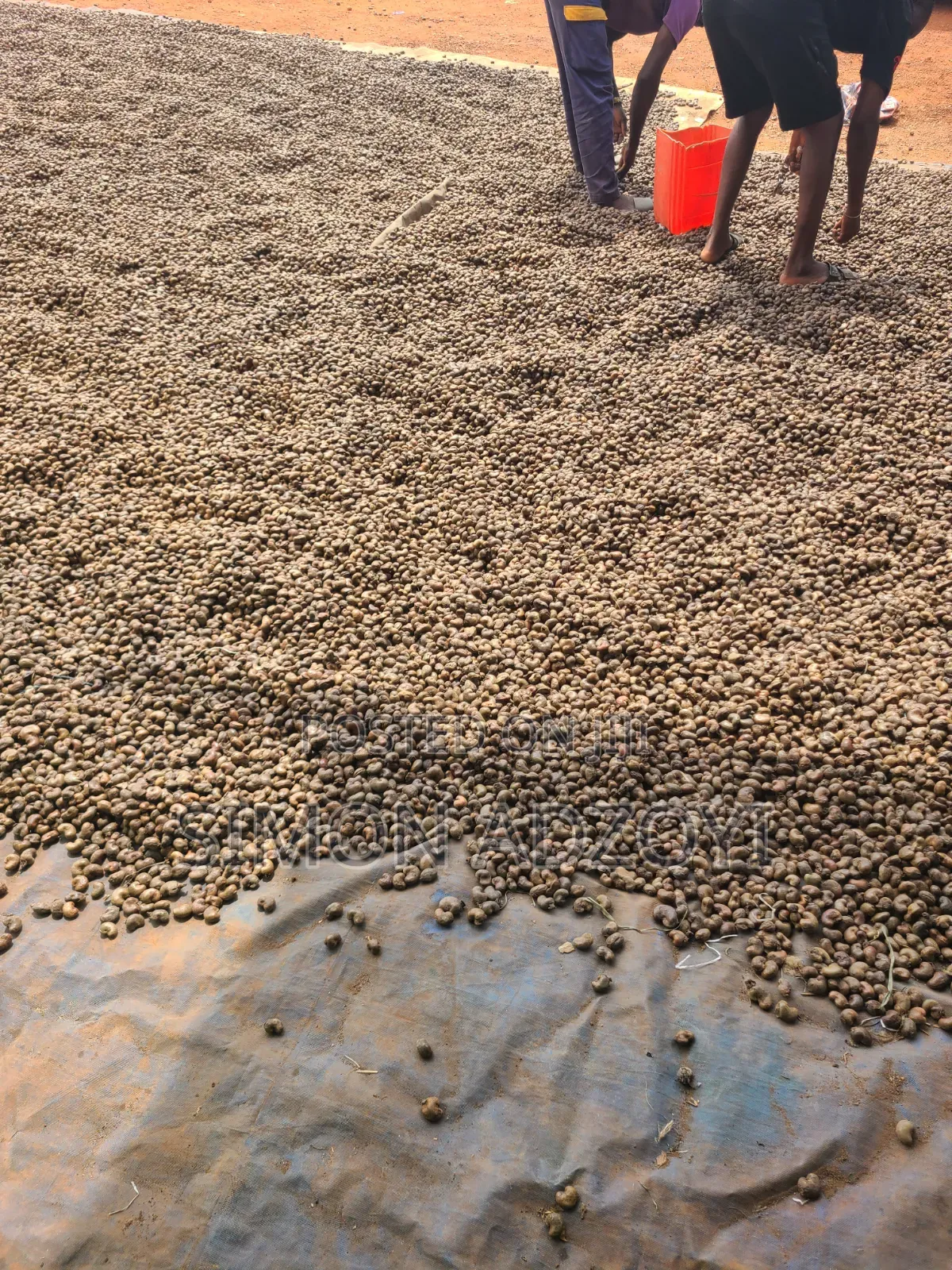Cashew Nuts for Sale