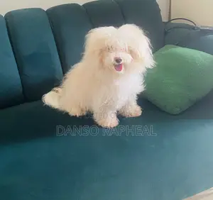 6-12 months Male Mixed Breed Poodle