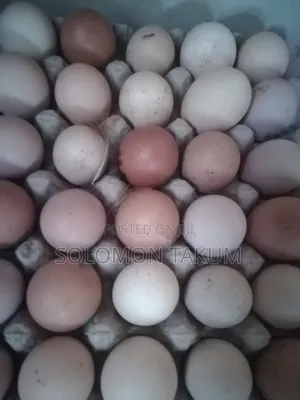 Fertile Egss