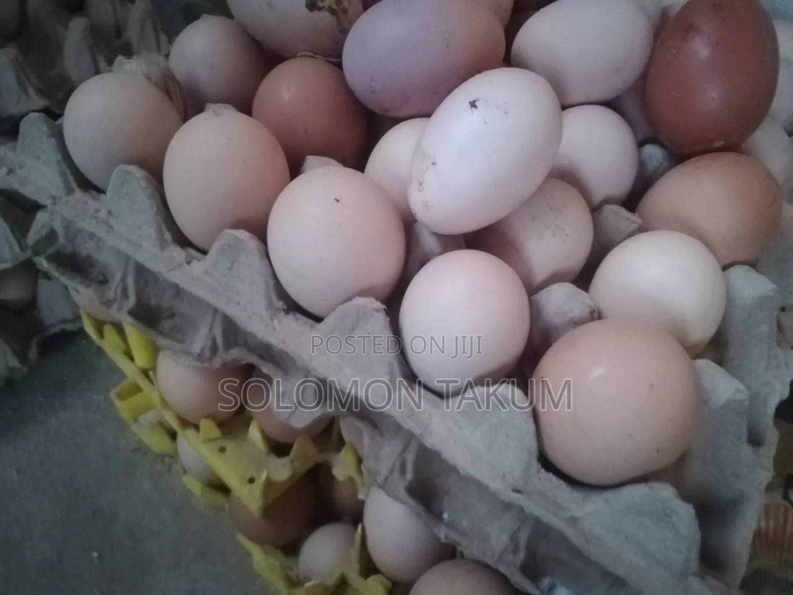 Fertile Egss