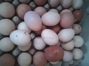 Fertile Egss
