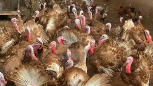 Matured Pure Breed Bourbon Red Turkey
