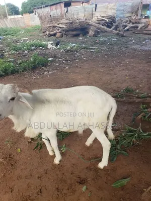 Young And Healthy Animal For Sale