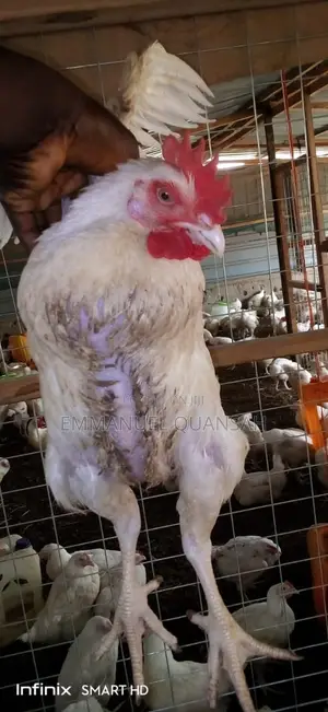 Broiler Chicken