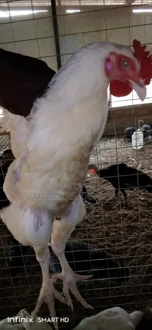 Broiler Chicken