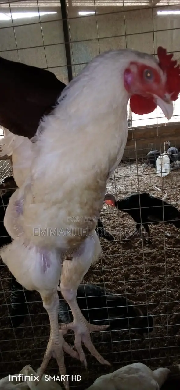 Broiler Chicken