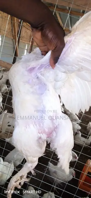 Broiler Chicken