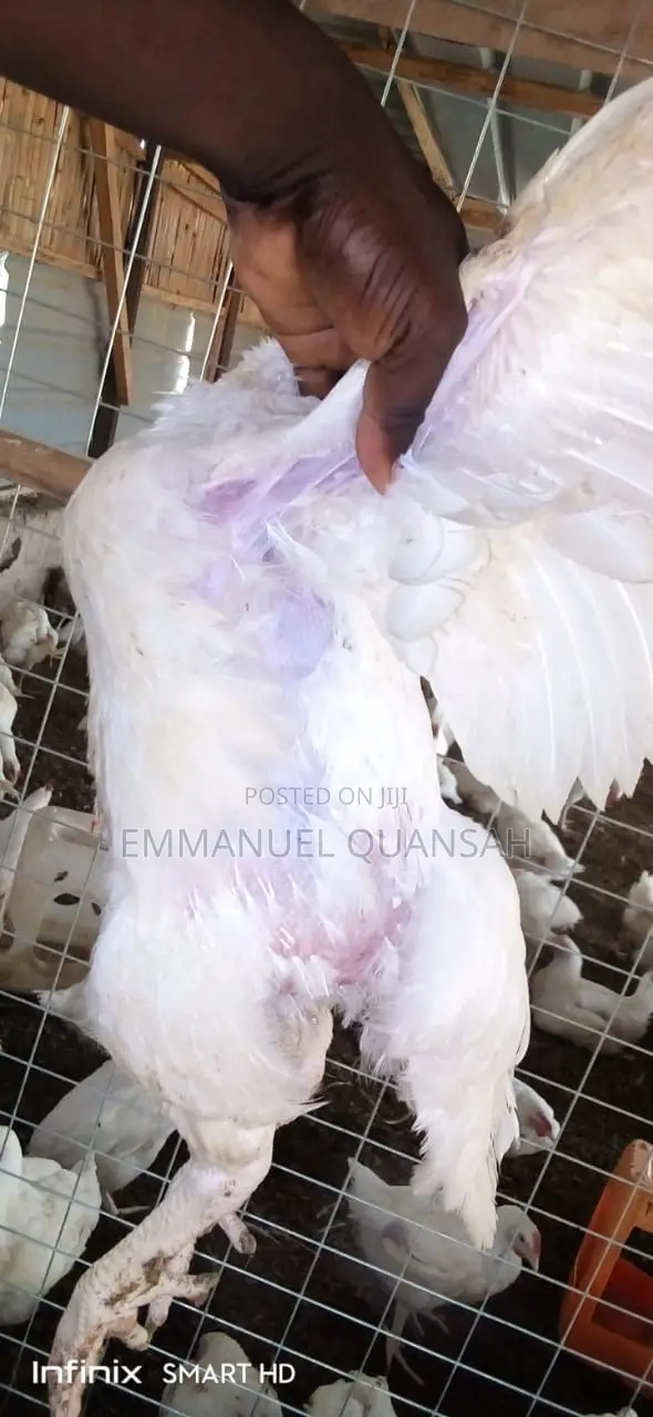 Broiler Chicken