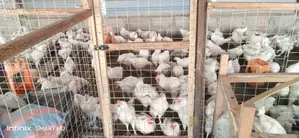 Broiler Chicken