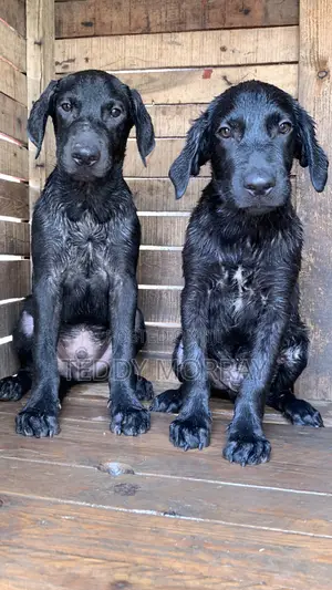 3-6 months Male Purebred Labrador Retriever