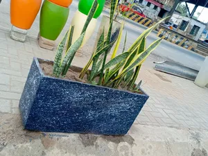 Snake Plant and Rectangular Pot