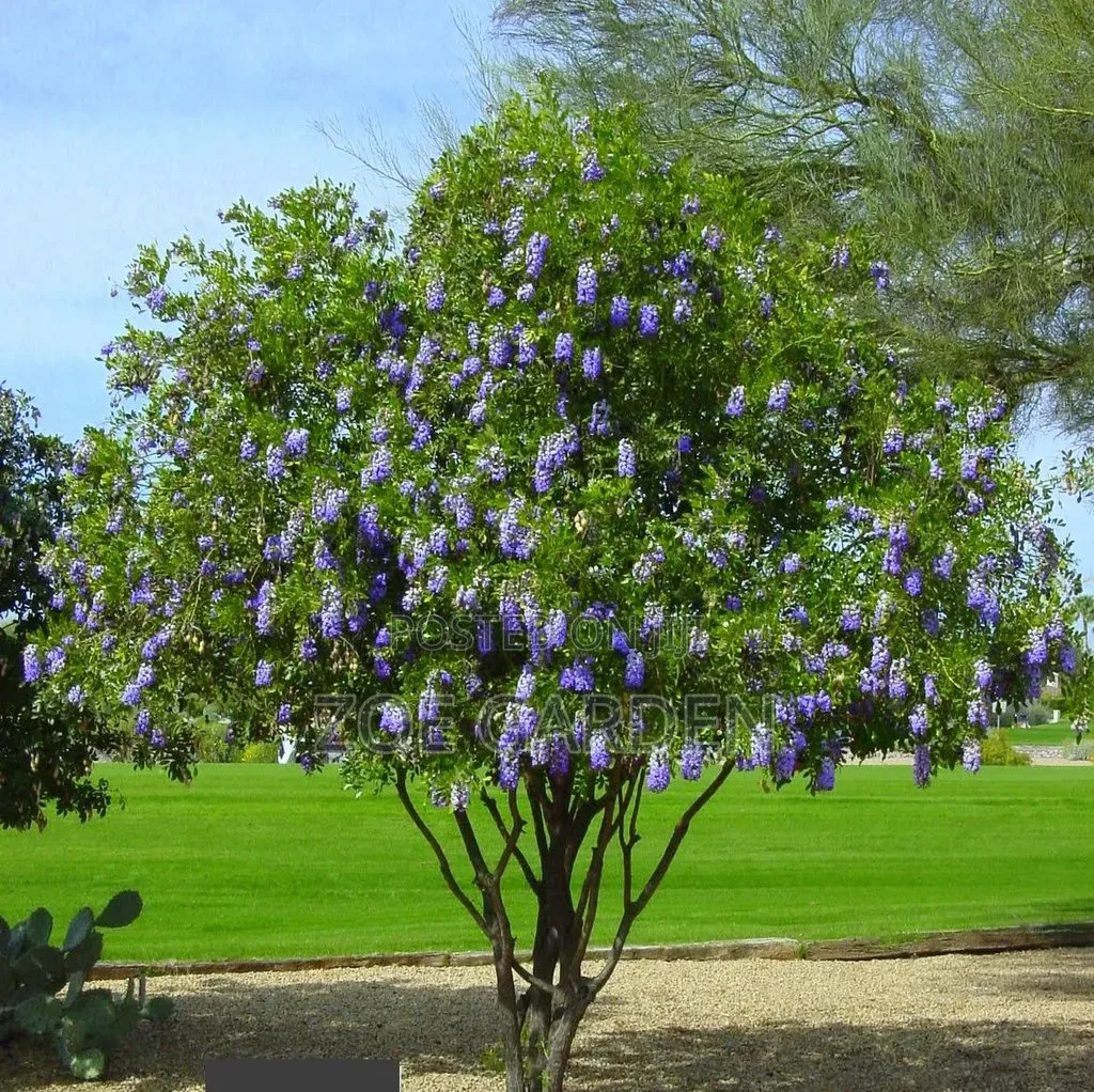 Shade Tree/ Tree of Life
