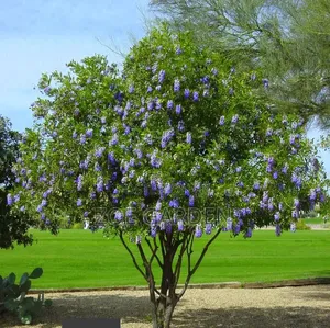 Shade Tree/ Tree of Life