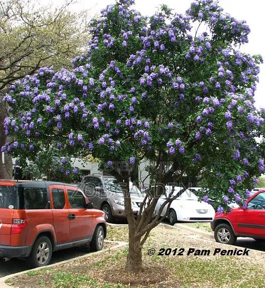 Shade Tree/ Tree of Life