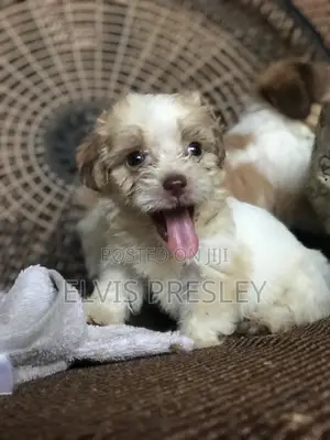1-3 months Female Purebred Poodle