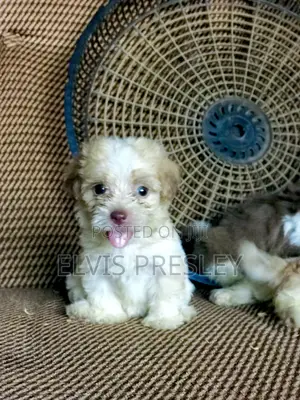 1-3 months Female Purebred Poodle