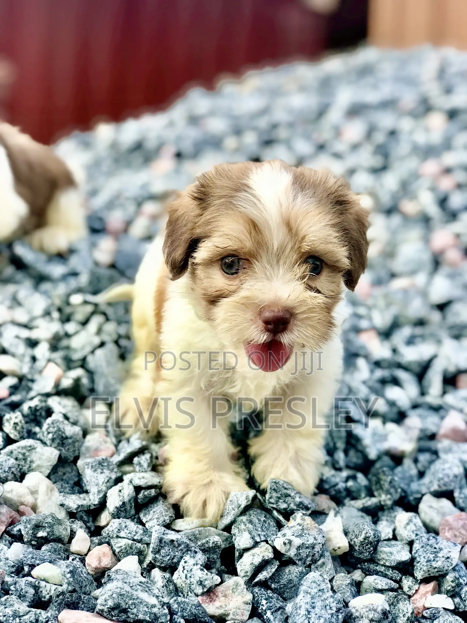 1-3 months Female Purebred Poodle