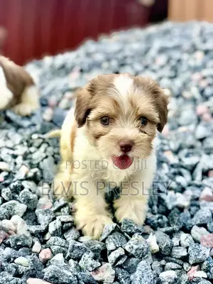 1-3 months Female Purebred Poodle