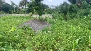 Fenced Full Plot Land Around Oyibi Sasaabi