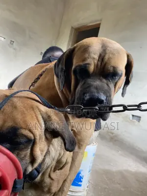 0-1 month Female Purebred Boerboel