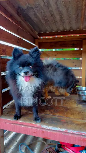 1+ year Male Purebred Pomeranian