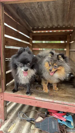 1+ year Male Purebred Pomeranian