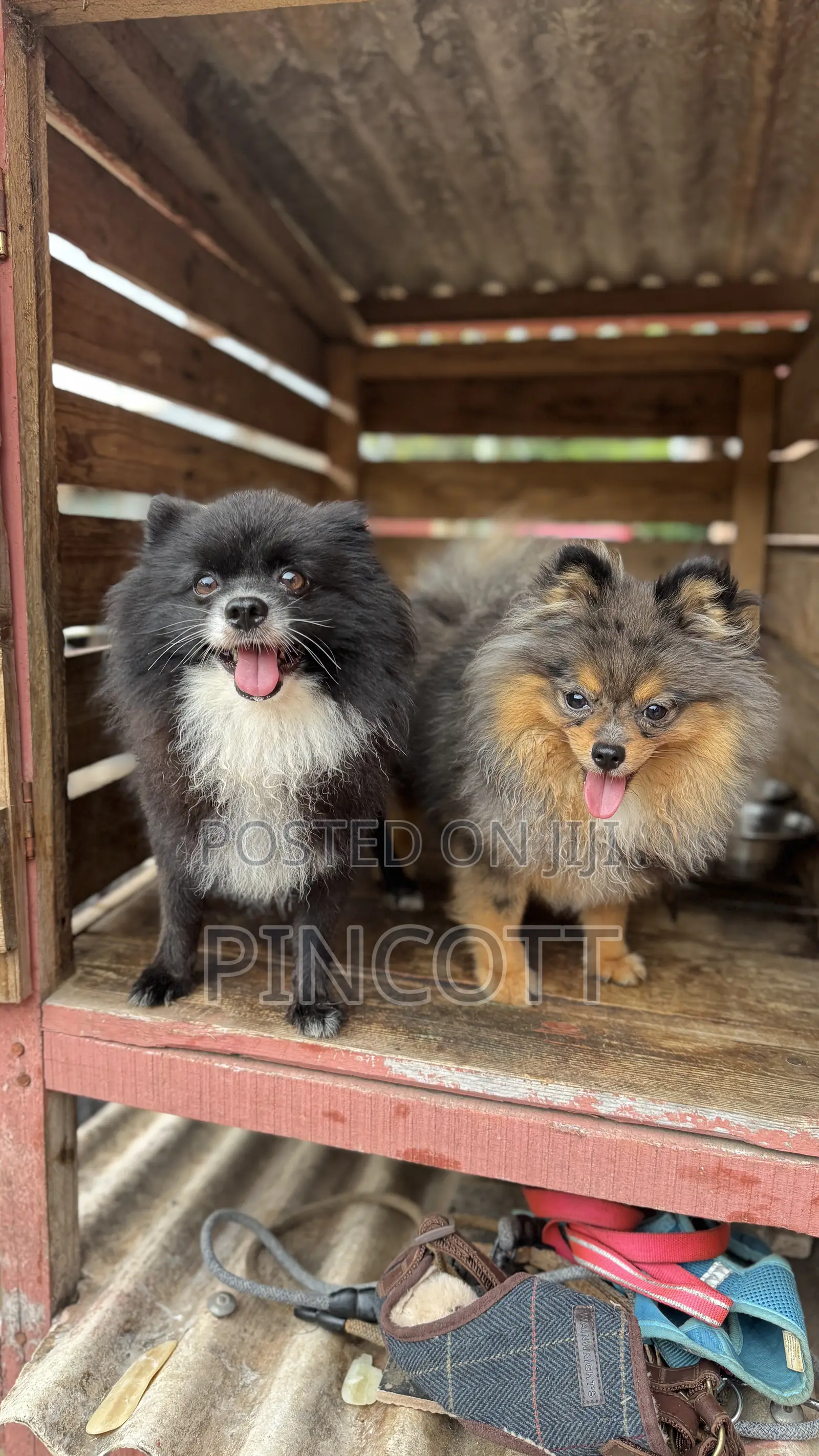 1+ year Male Purebred Pomeranian