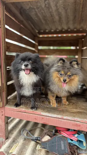 1+ year Male Purebred Pomeranian
