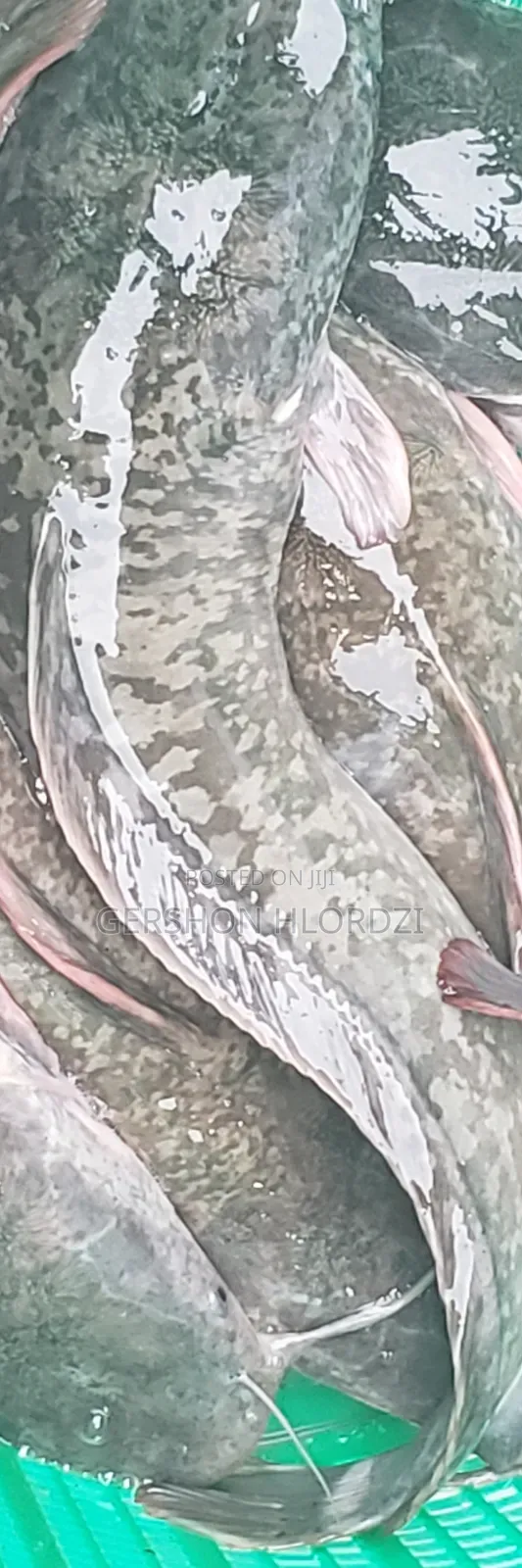 Live and Fresh Catfish
